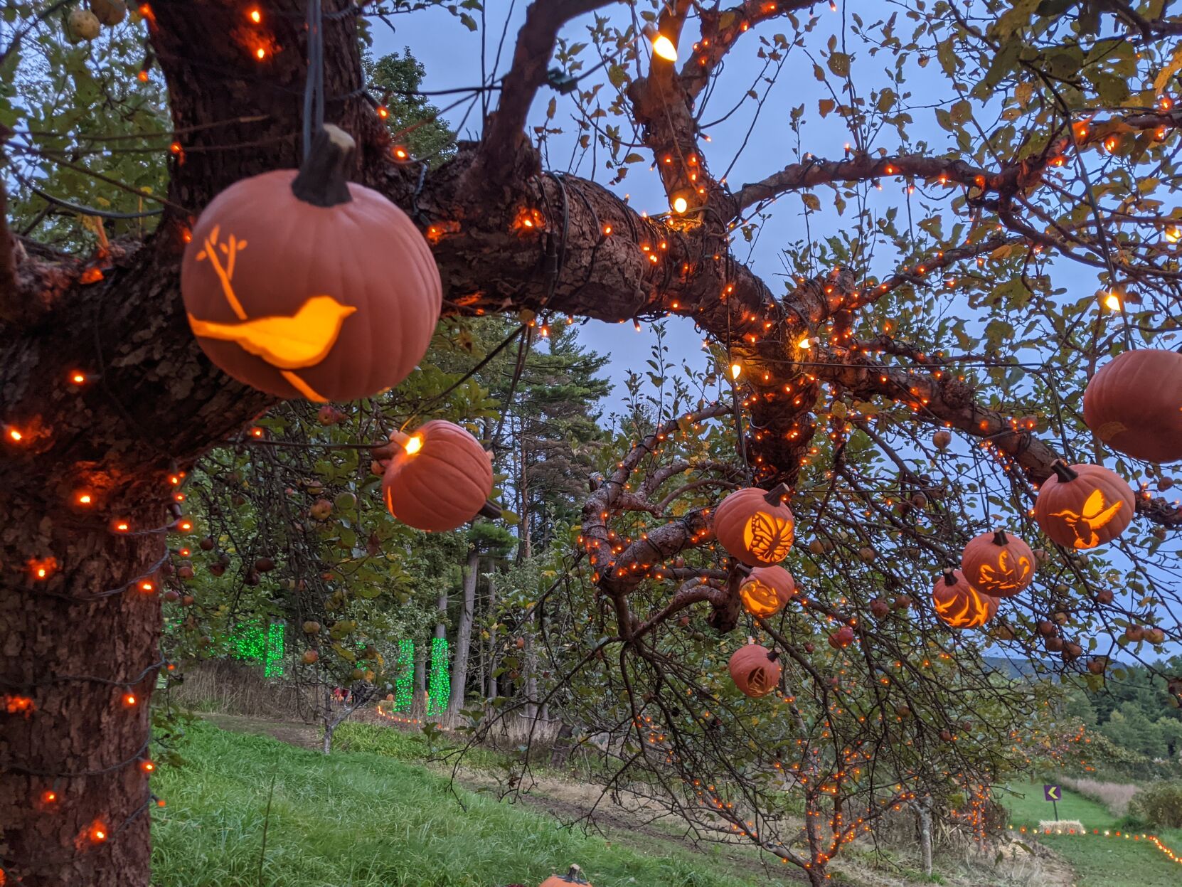 pumpkins carved with images of birds